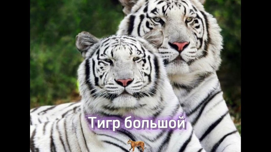 Бенгальский тигр альбинос