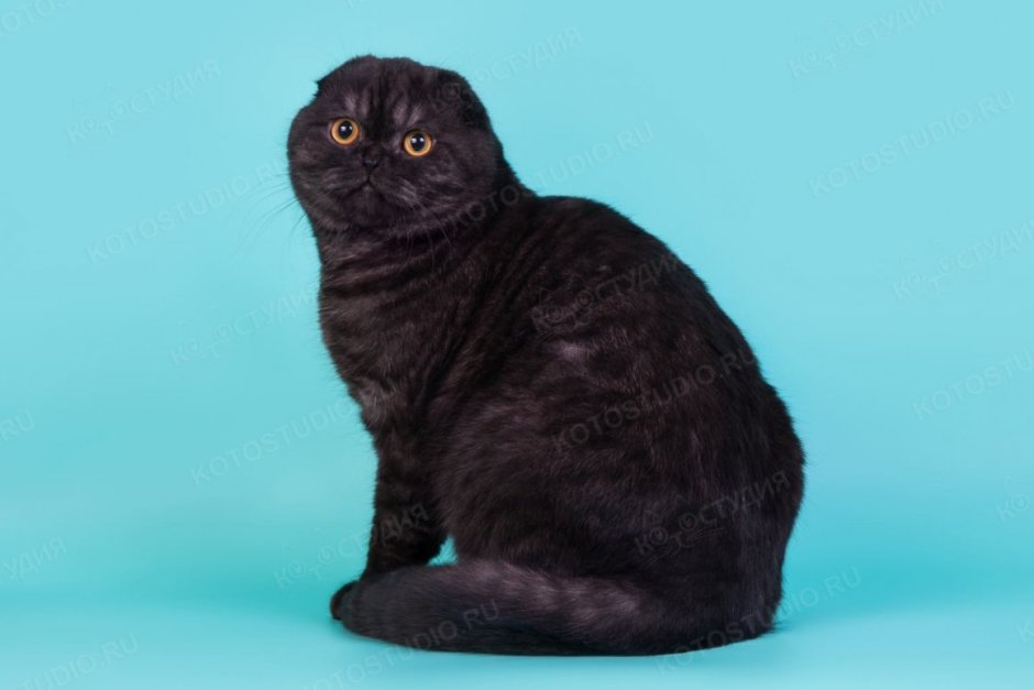 Скоттиш фолд вислоухий черный