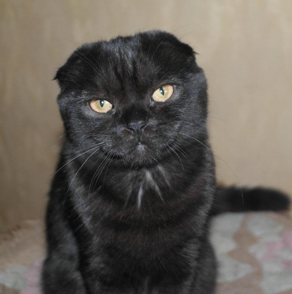 Скоттиш фолд вислоухий черный