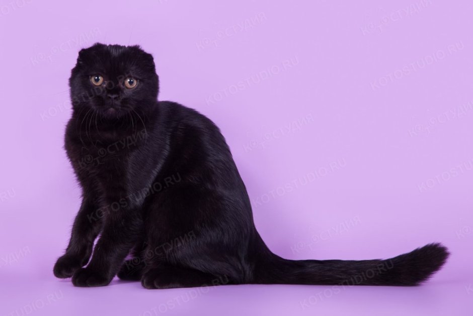 Скоттиш фолд кошка черная