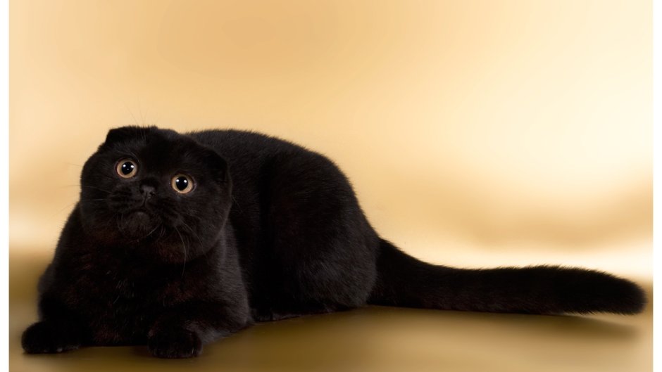 Шотландская вислоухая кошка черная