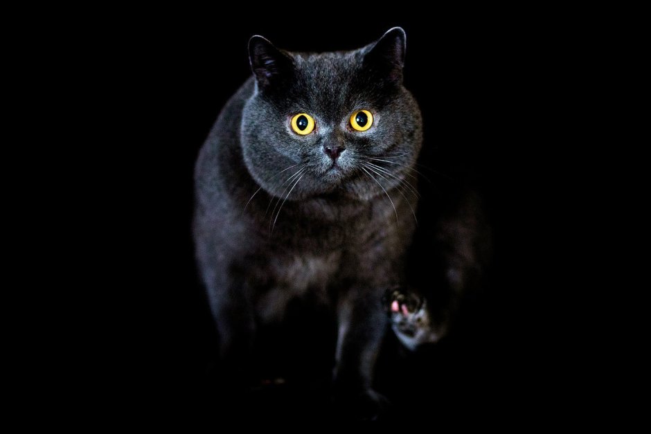 Кошка британка черная