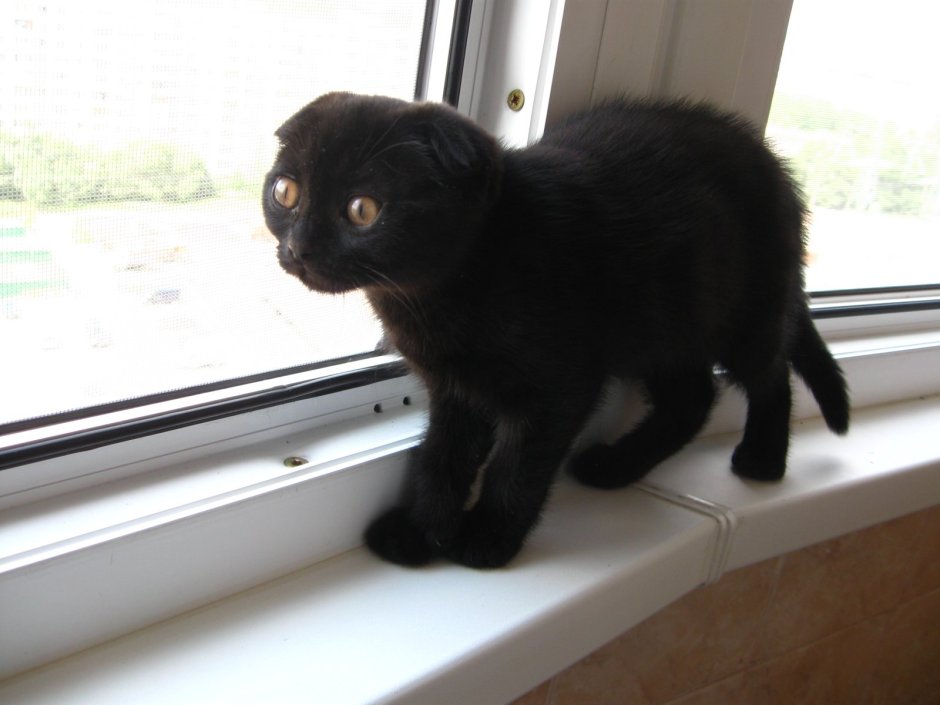 Скоттиш фолд котята черные