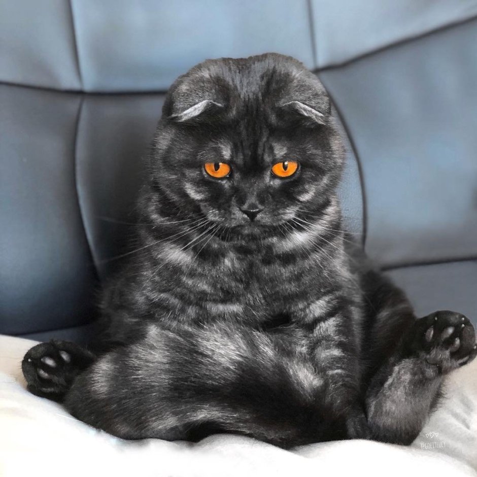 Скоттиш фолд черный