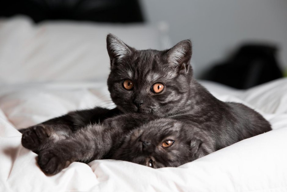 Шотландский скоттиш страйт черный
