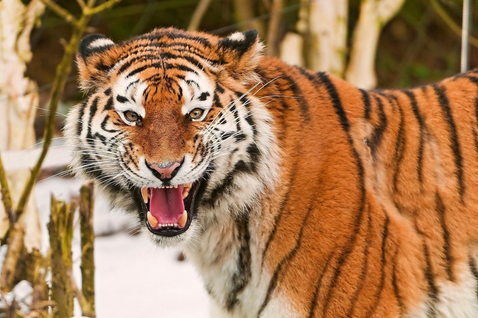 That's not my Tiger...