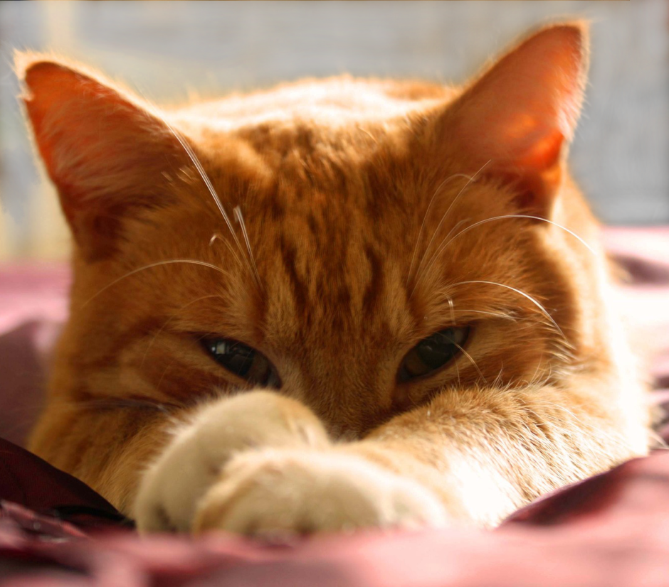 Хитрые коты