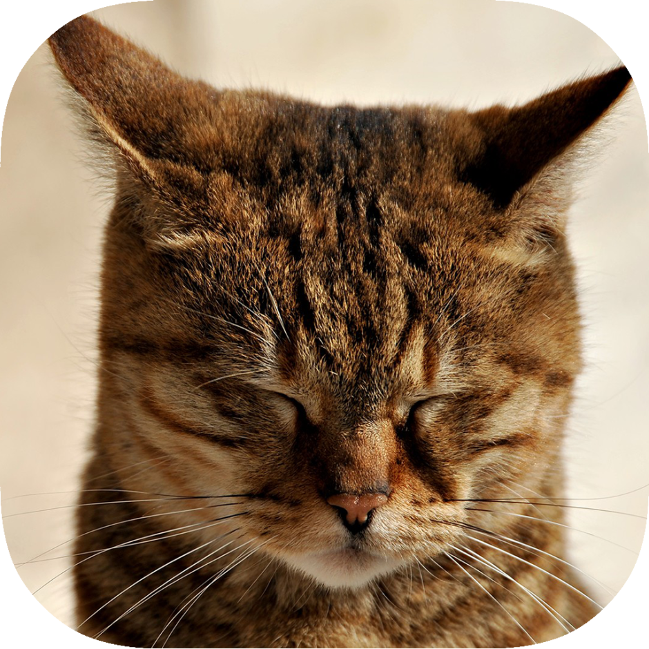 Хитрая морда кота