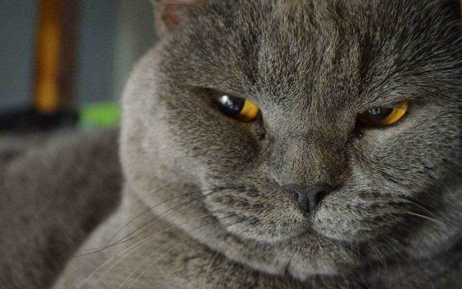 Эстетичные котята