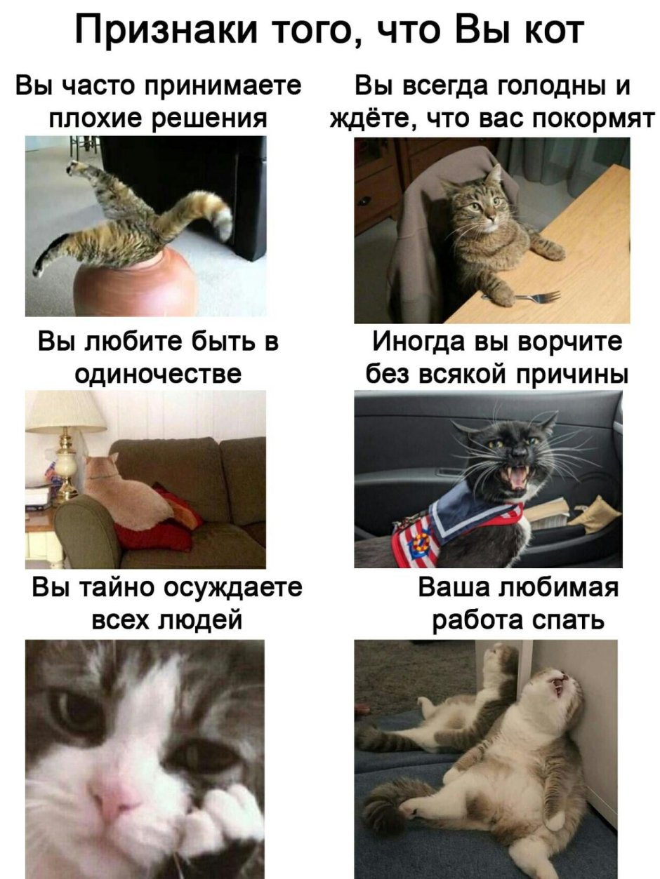 Комиксы про кошатников