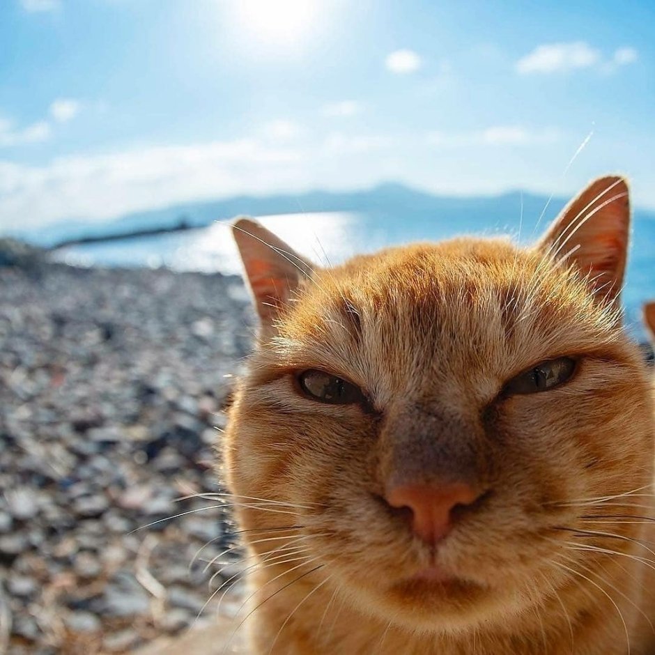 Смешной кот