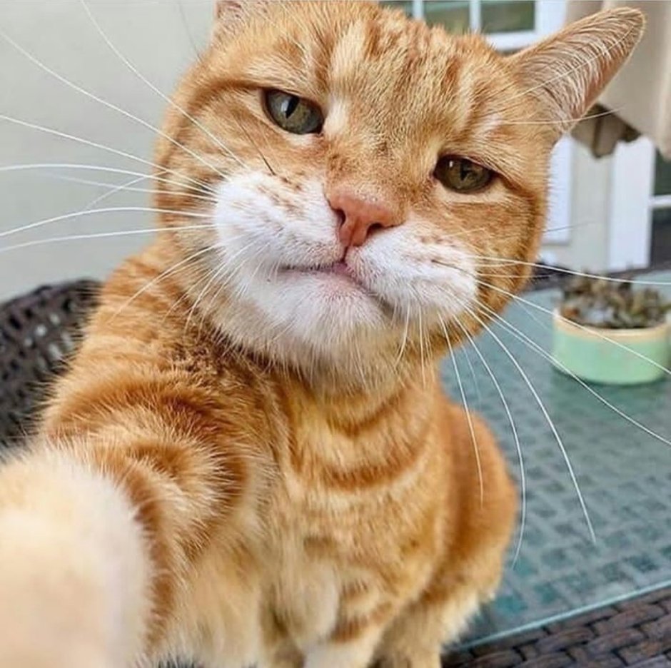 Кот селфи