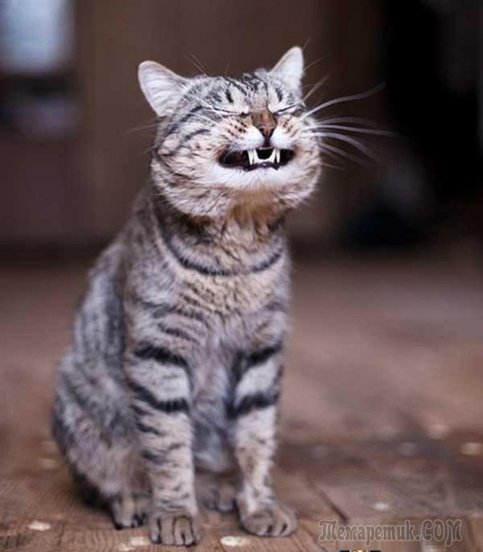 Котик с язычком