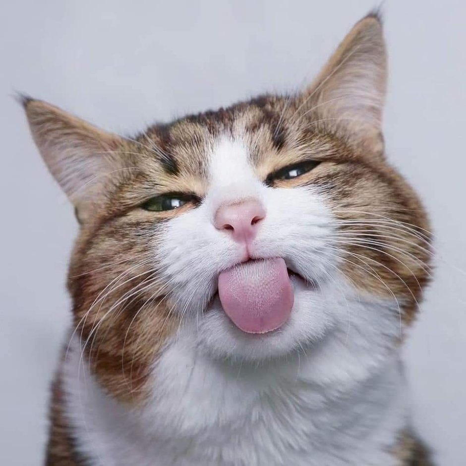 Дерзкий кот