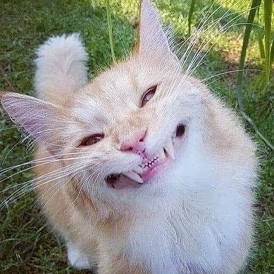 Кот непонятно