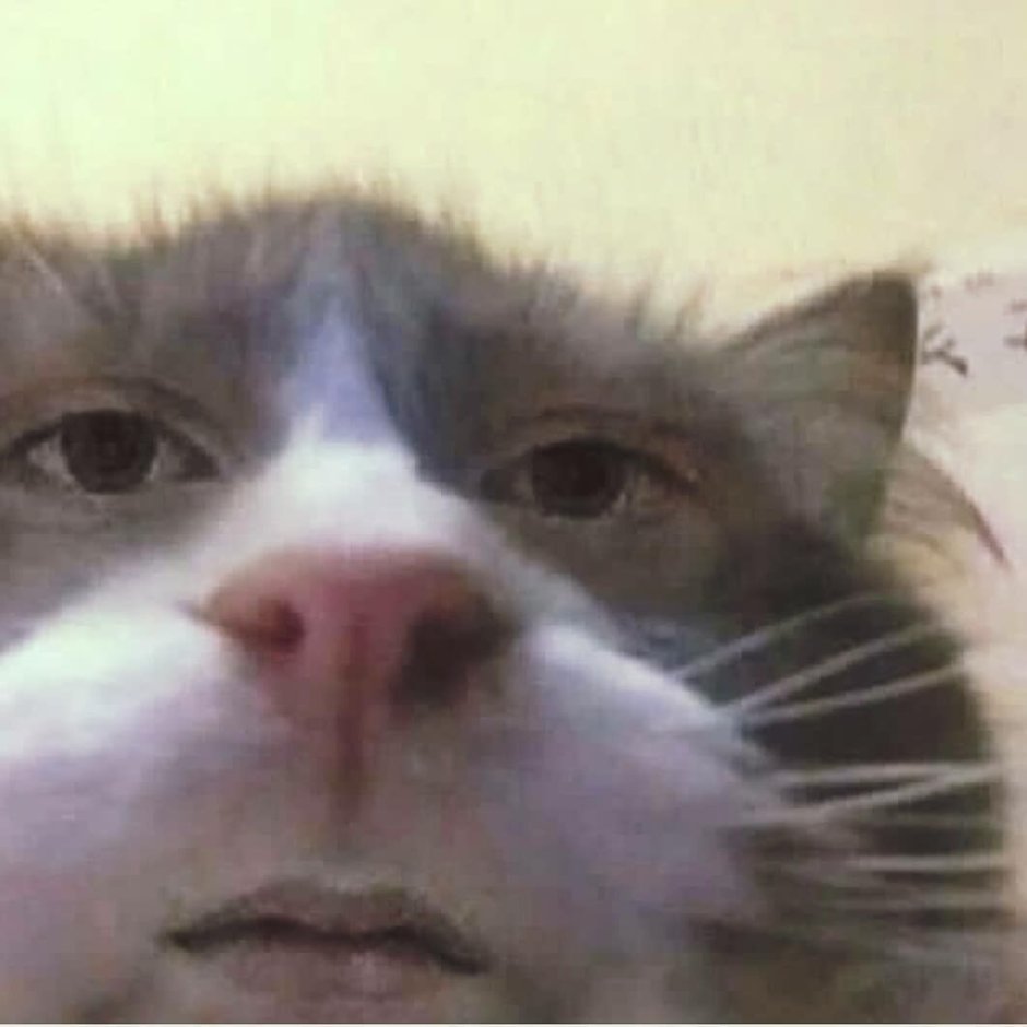 Котик улыбается Мем