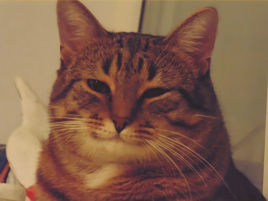 Мемы с кошками