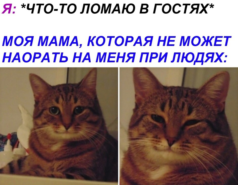 Прищуренный взгляд кота