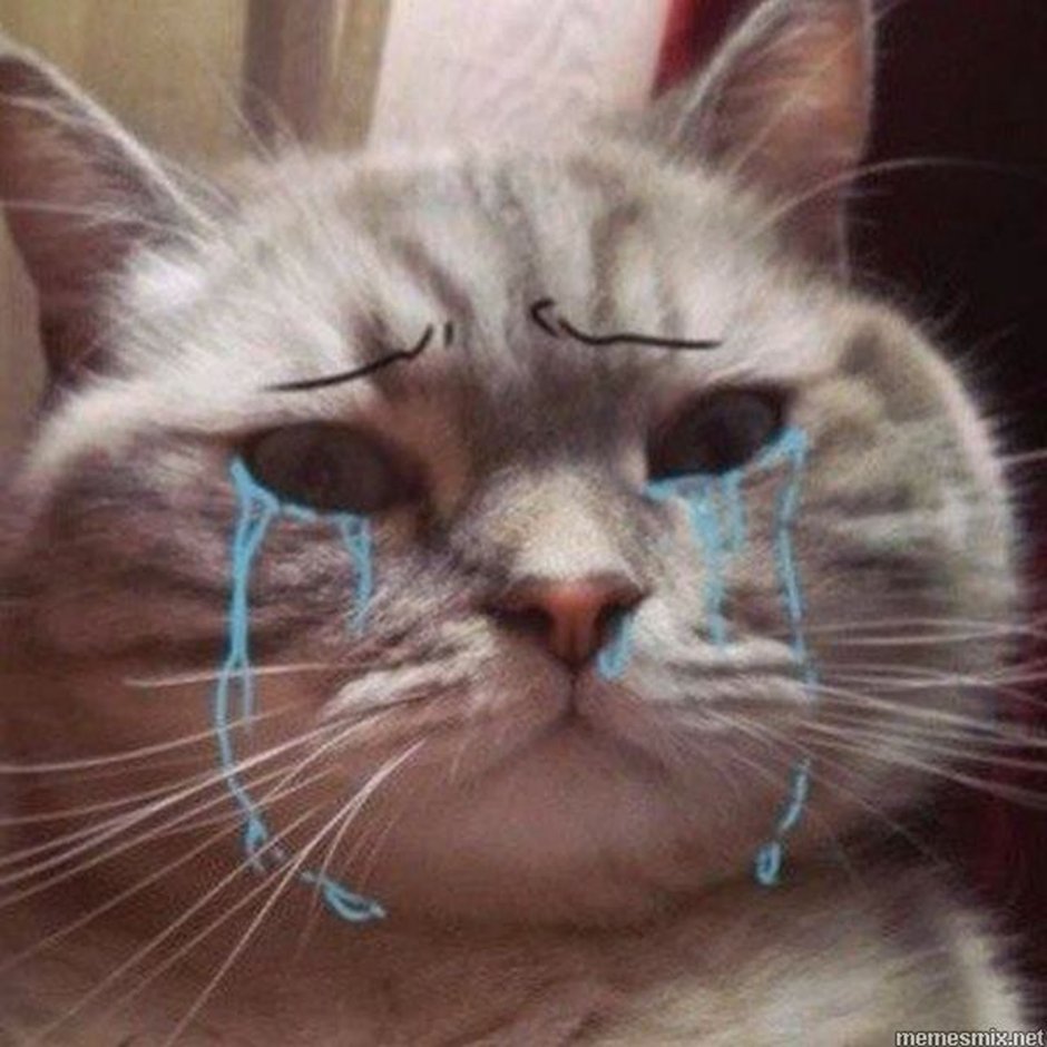 Котята Эстетика