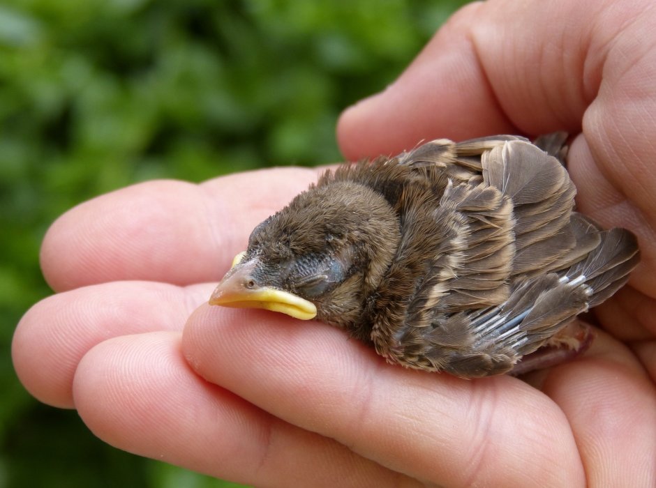 Goldfinch птенец