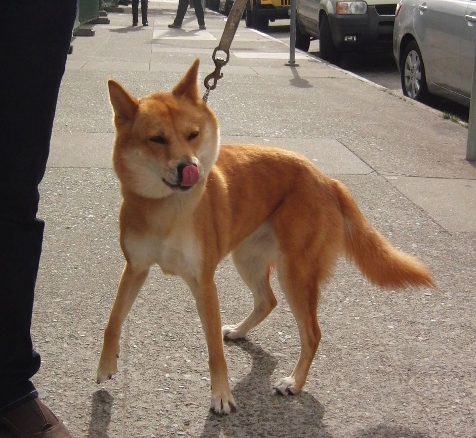 Korean Dog