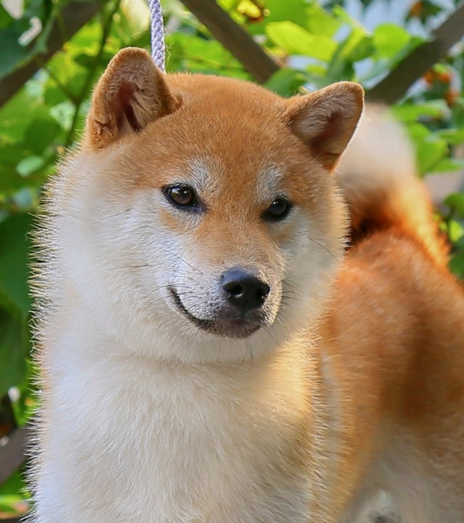 Корейская собака Чиндо