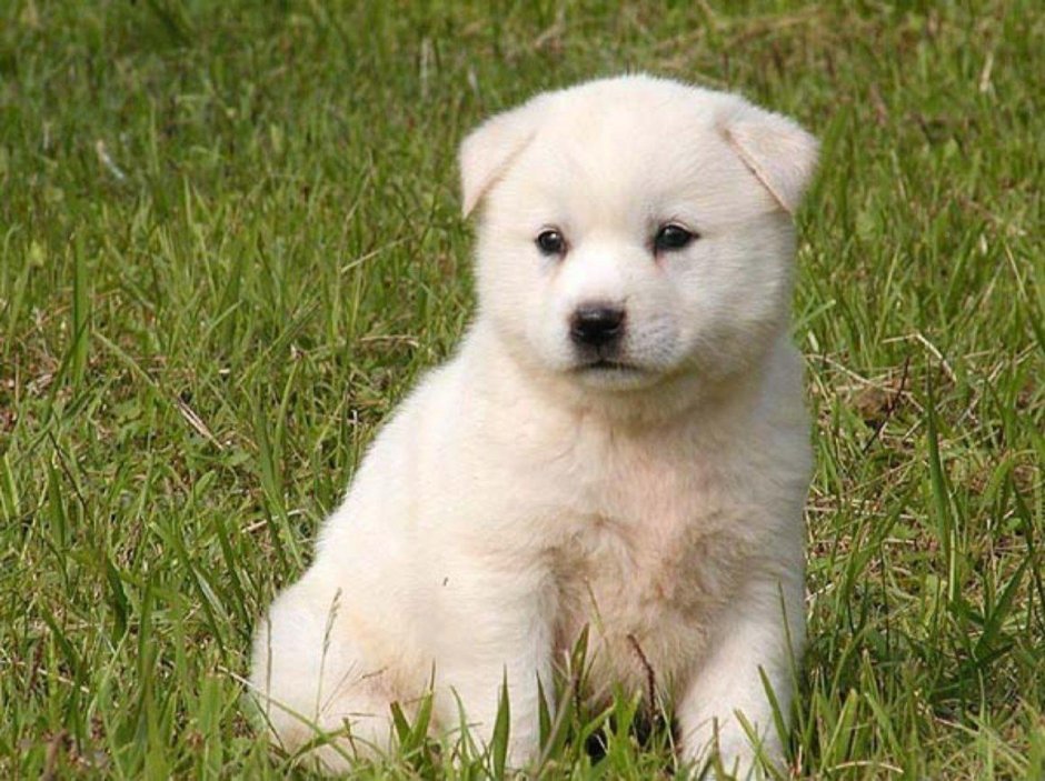 Корейский Чиндо щенок