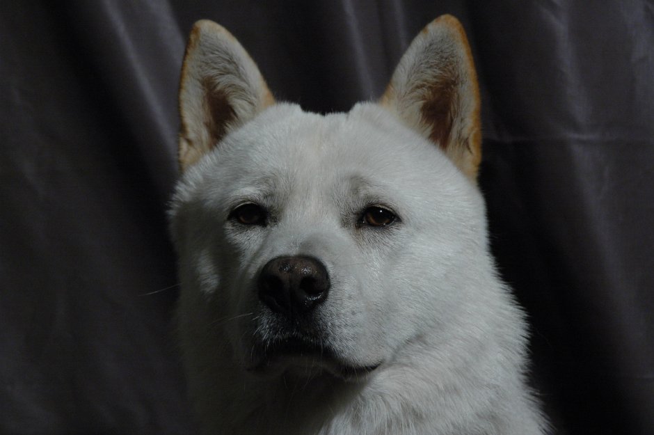 Корейский Чиндо (Джиндо)