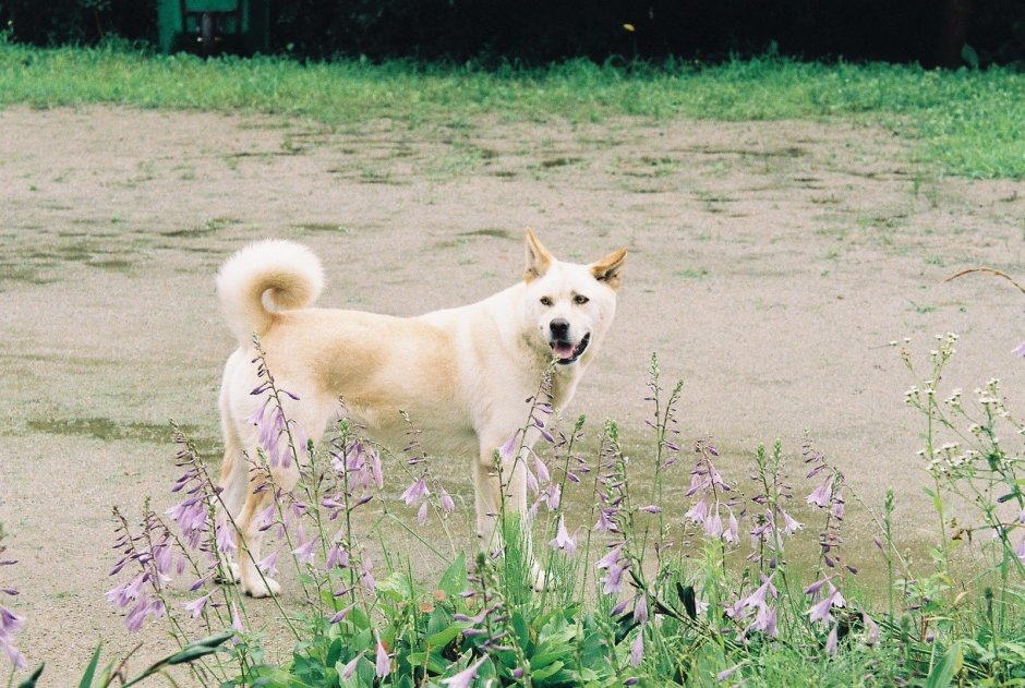 Корейский Чиндо (Джиндо)
