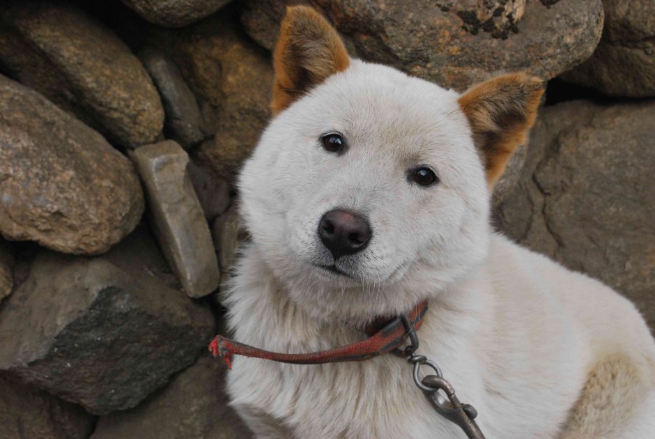 Корейский Джинжо Чиндо