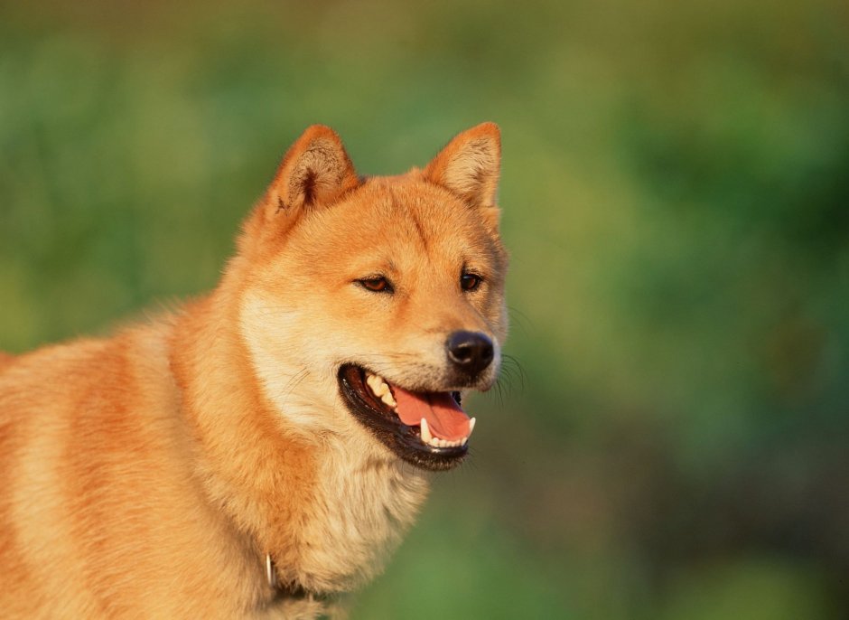 Корейский Чиндо (Джиндо)