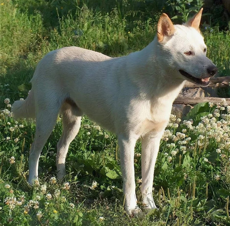 Карельский Чиндо