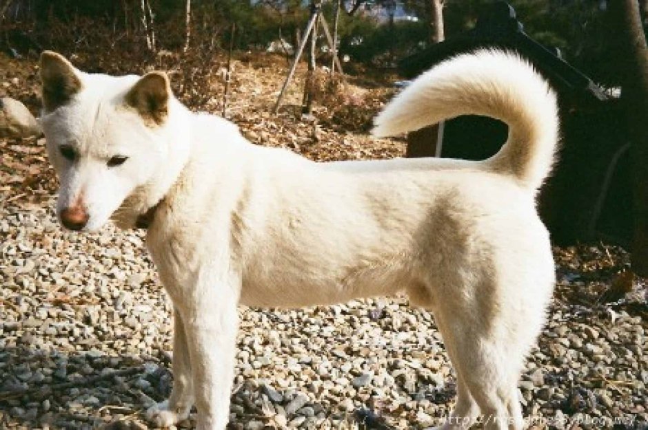 Корейский Хиндо
