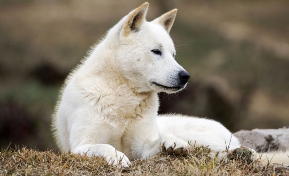 Корейский Чиндо