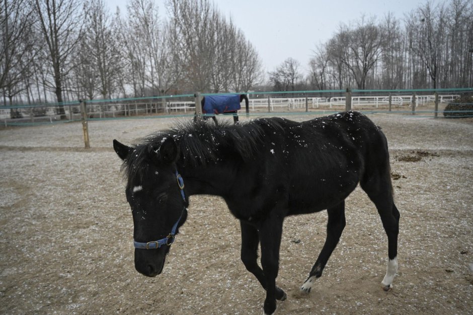 Сюй Бэйхун Horse