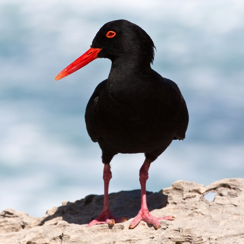 The Black Oystercatcher (Haematopus bachmani)