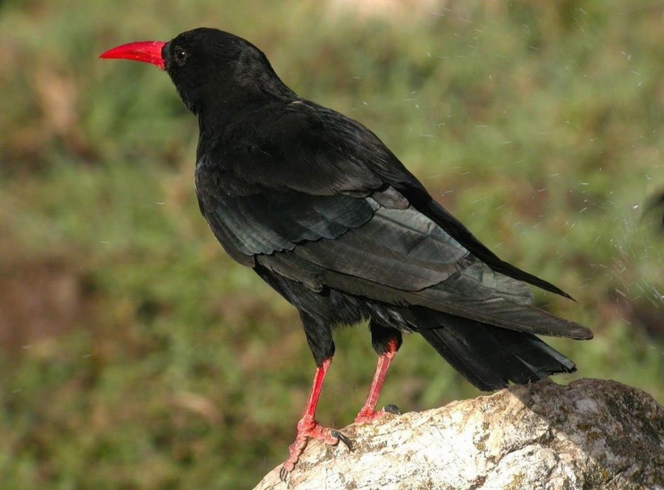 Корнуоллская клушица