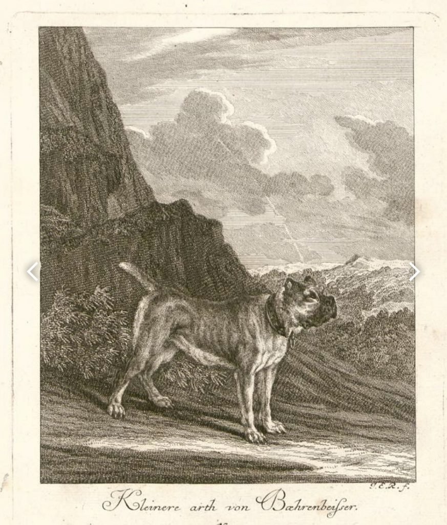 Кубинский мастиф