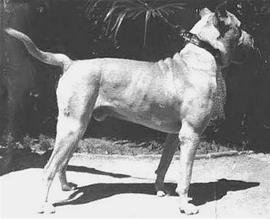 Кубинский дог вымершие породы собак