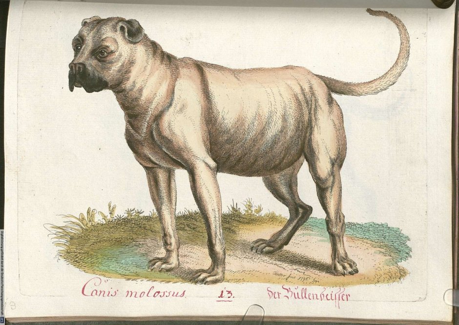 Брабантский булленбейсер