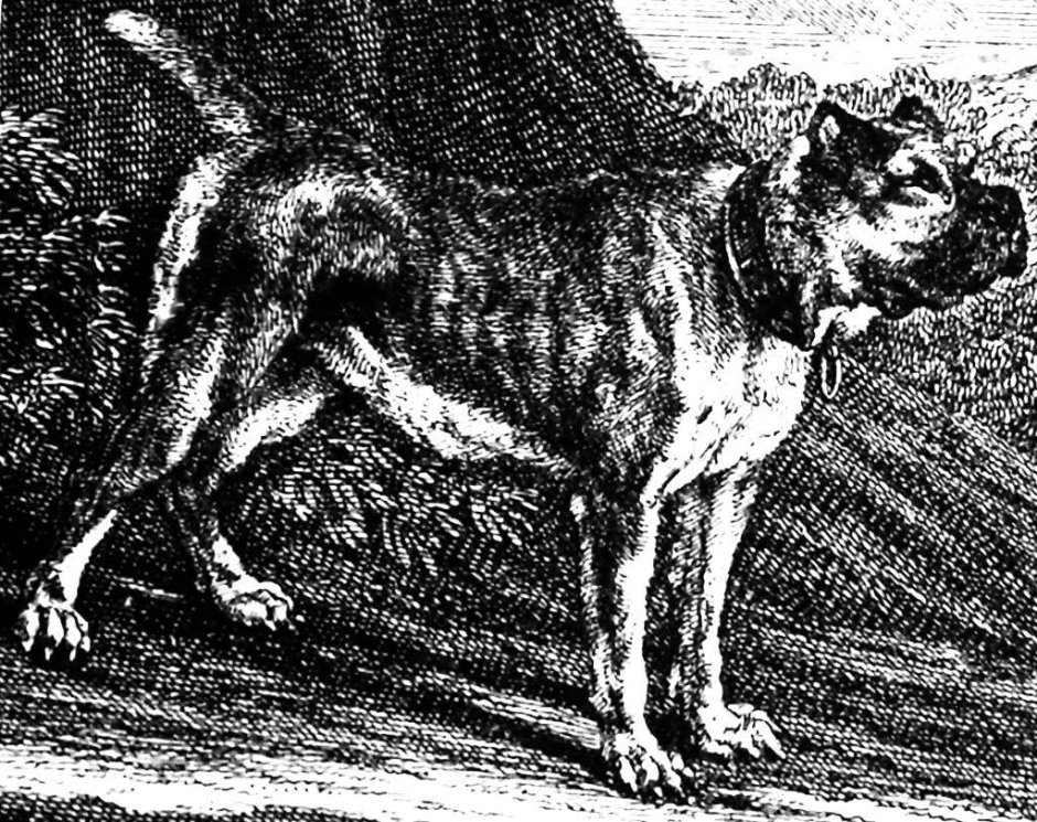 Булленбейсер порода собак