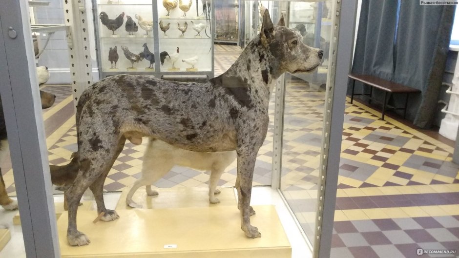 Питбуль мастиф английский