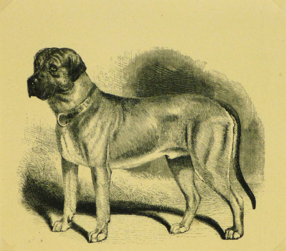 Вымершие породы Волков