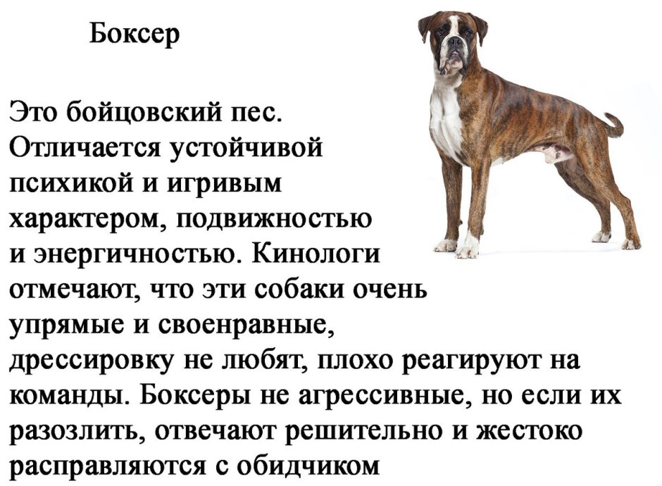 Ирландский бульдог