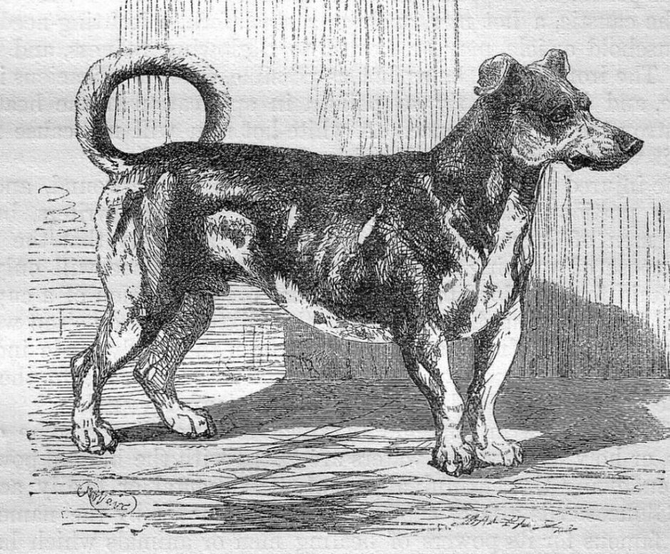 Кордовская Бойцовая