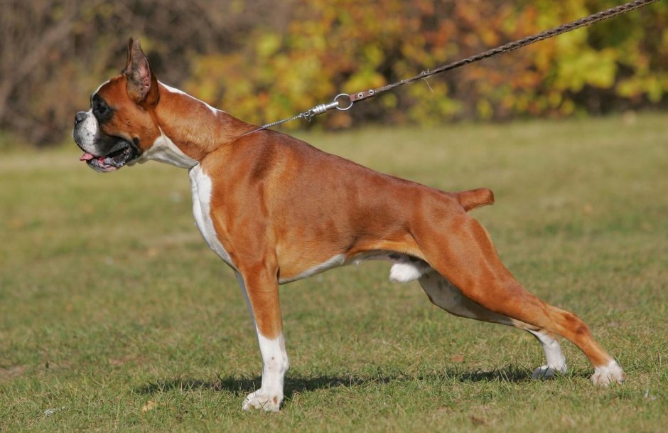 Собака Петра 1 Лизетта