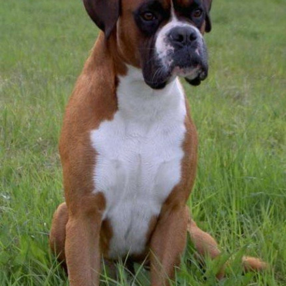 Немецкий боксёр породы собак