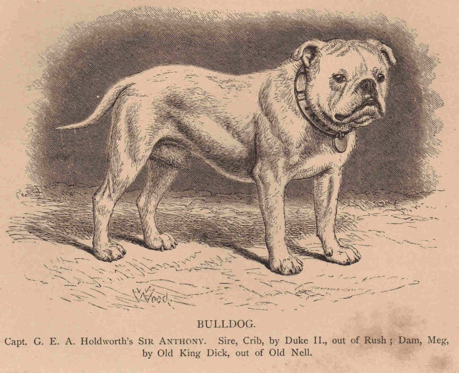 Булленбейсер порода