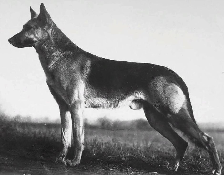 Боксёр порода собак