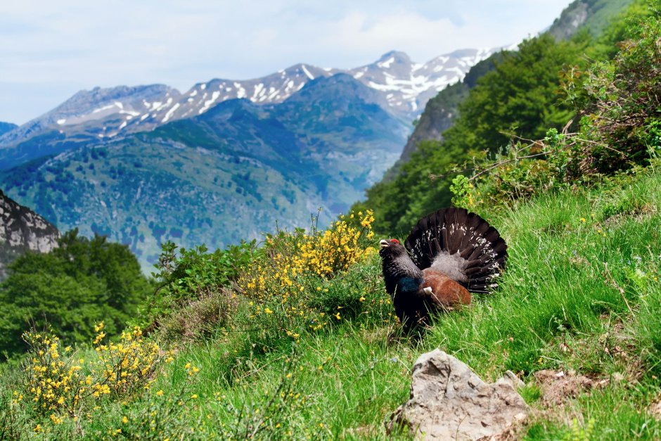 Тебердинский заповедник Орлы